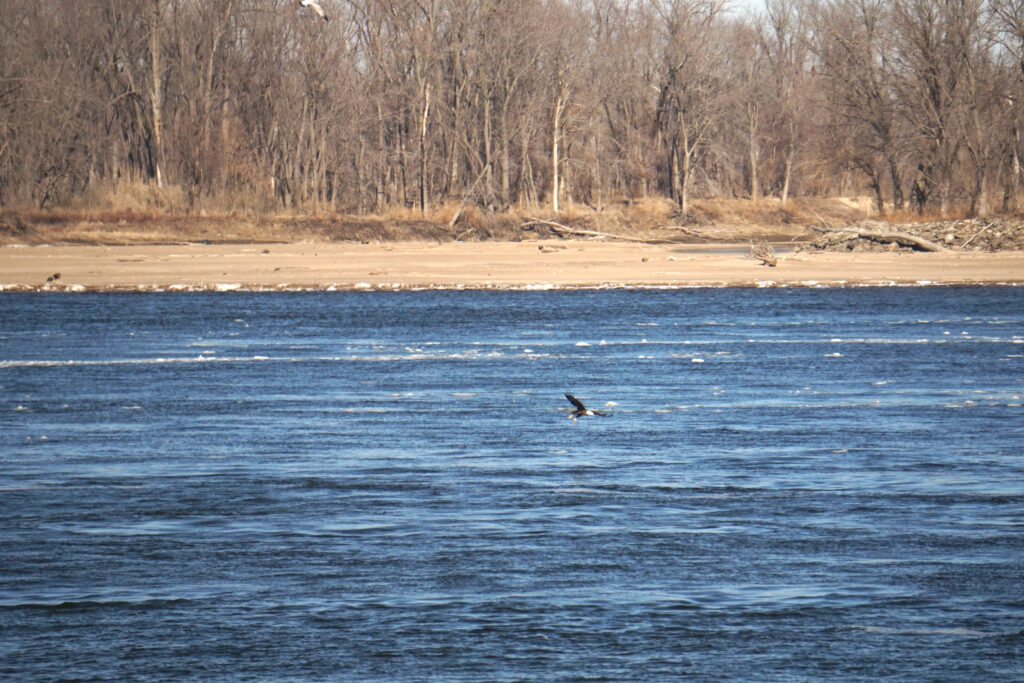 An eagle swoops down to fish in the Mississippi River.