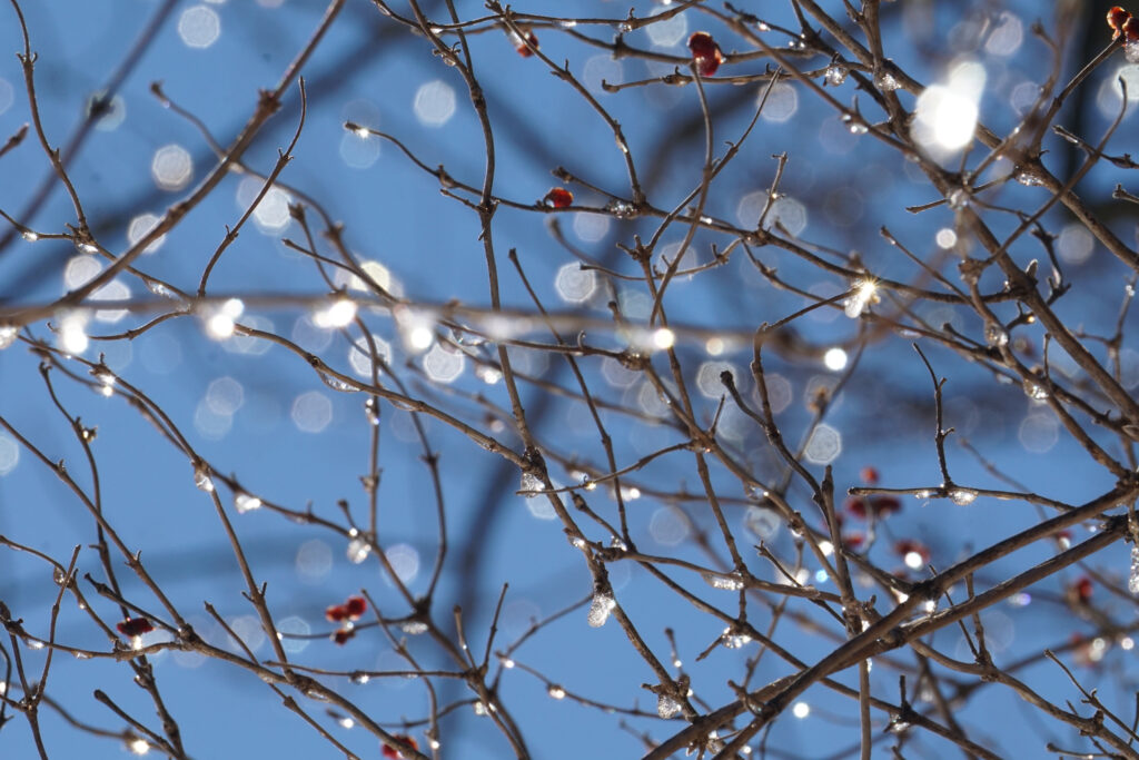 Tree with drops of ice sparkling in the sunshine