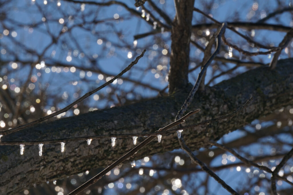 Tree with drops of ice sparkling in the sunshine