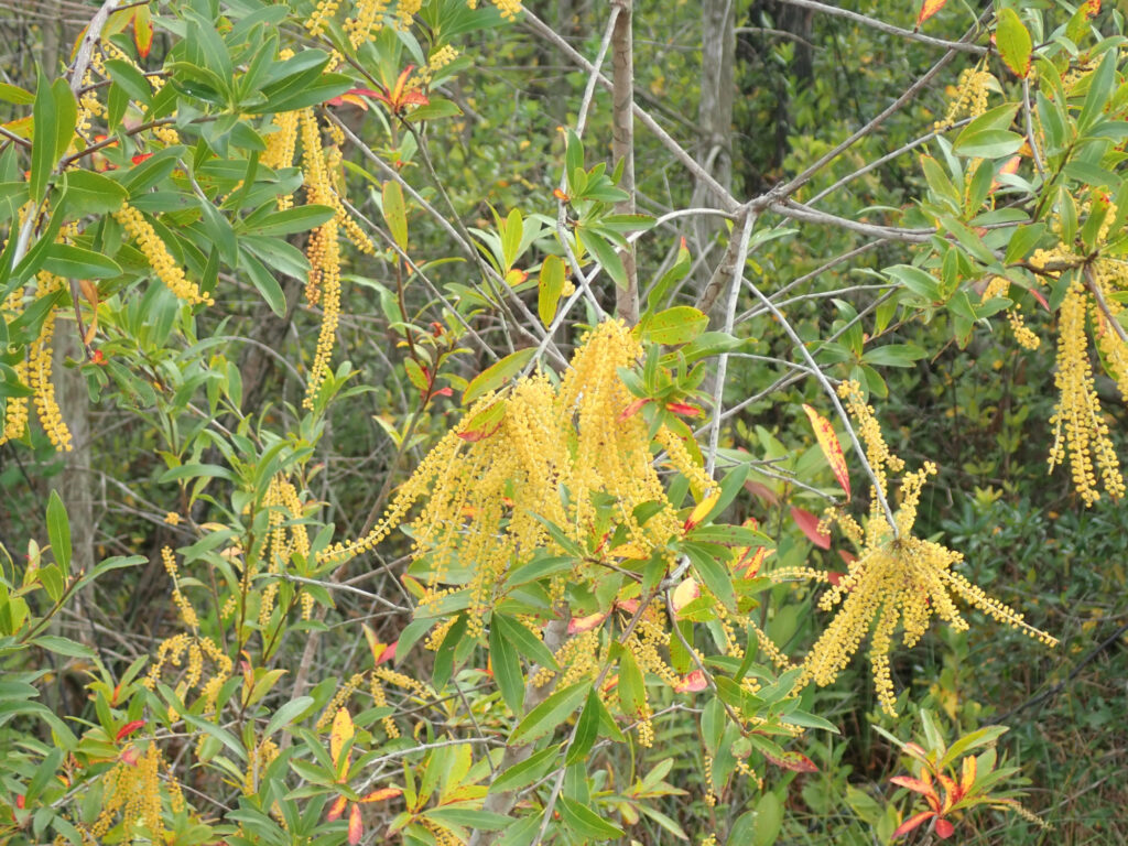 Flowers in the Okefenokee Swamp