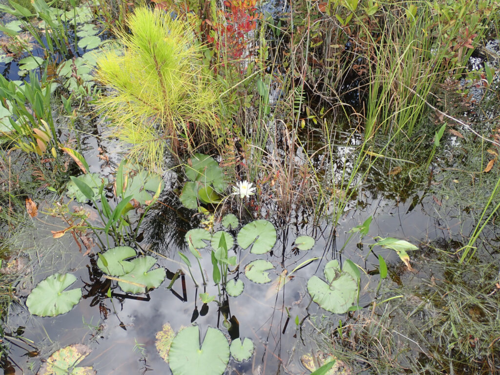 Plants in the Okefenokee Swamp