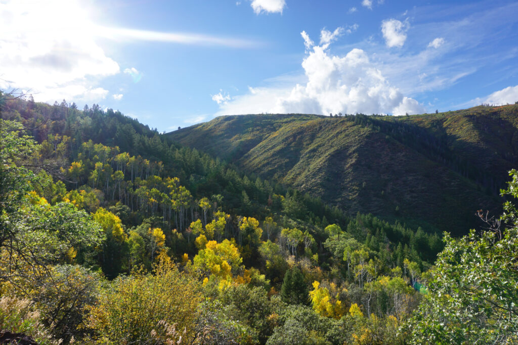 A mountainous landscape with pine trees and yellow aspens