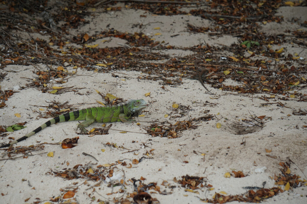 An iguana in the sand