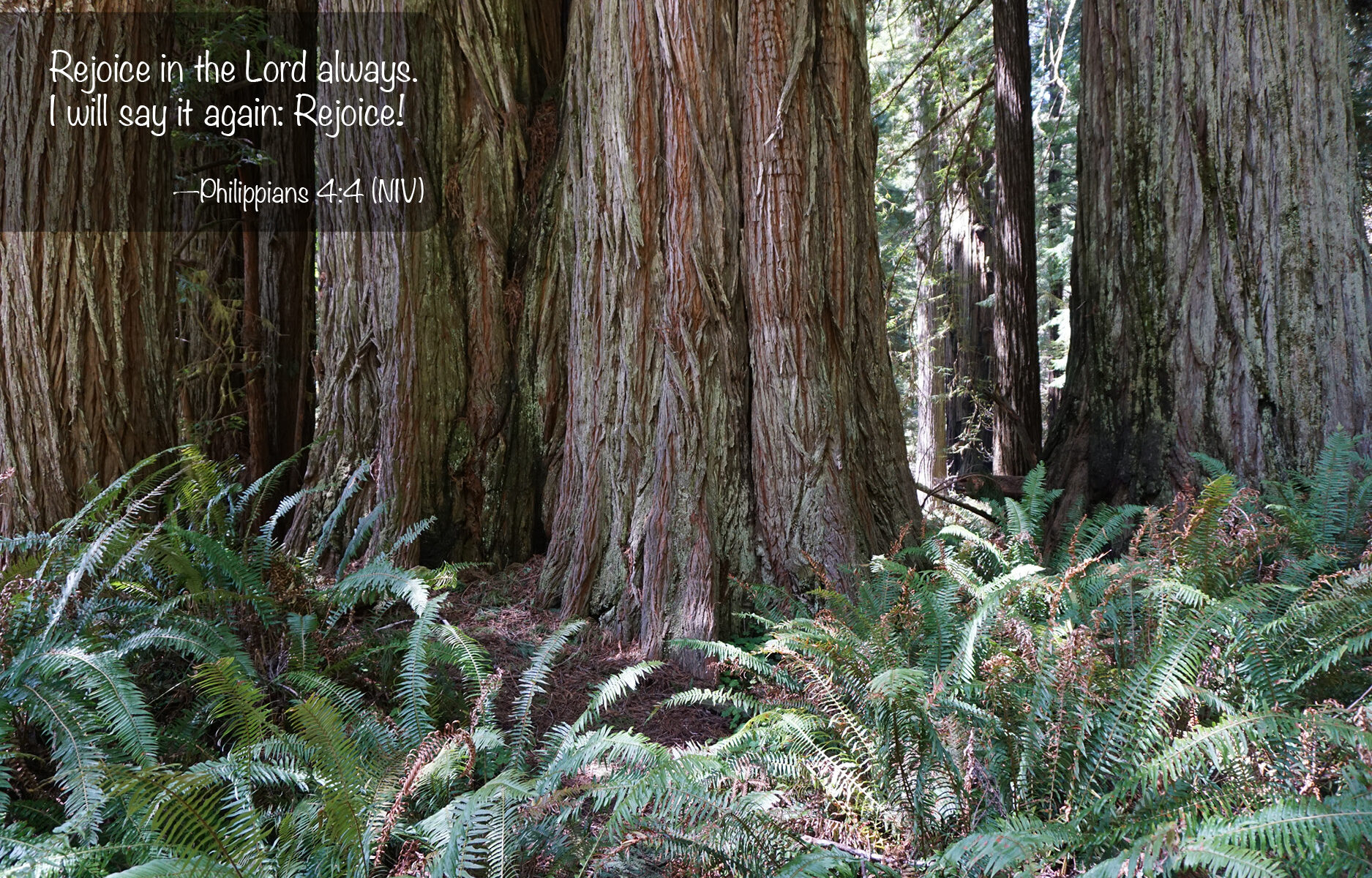 Redwood trees with ferns at the base and the verse Philippians 4:4: Rejoice in the Lord always. I will say it again: Rejoice!