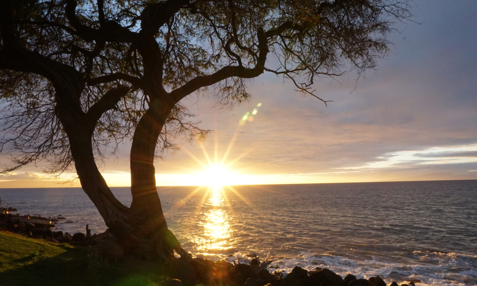 This photo shows a sunset over the ocean with a tree in the foreground. One branch of the trunk forms a C-shaped curve around the setting sun.