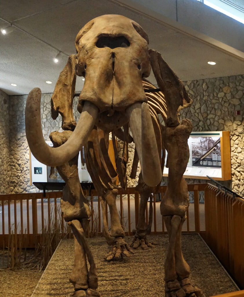 A mastodon skeleton at Mastodon State Historic Site in Missouri