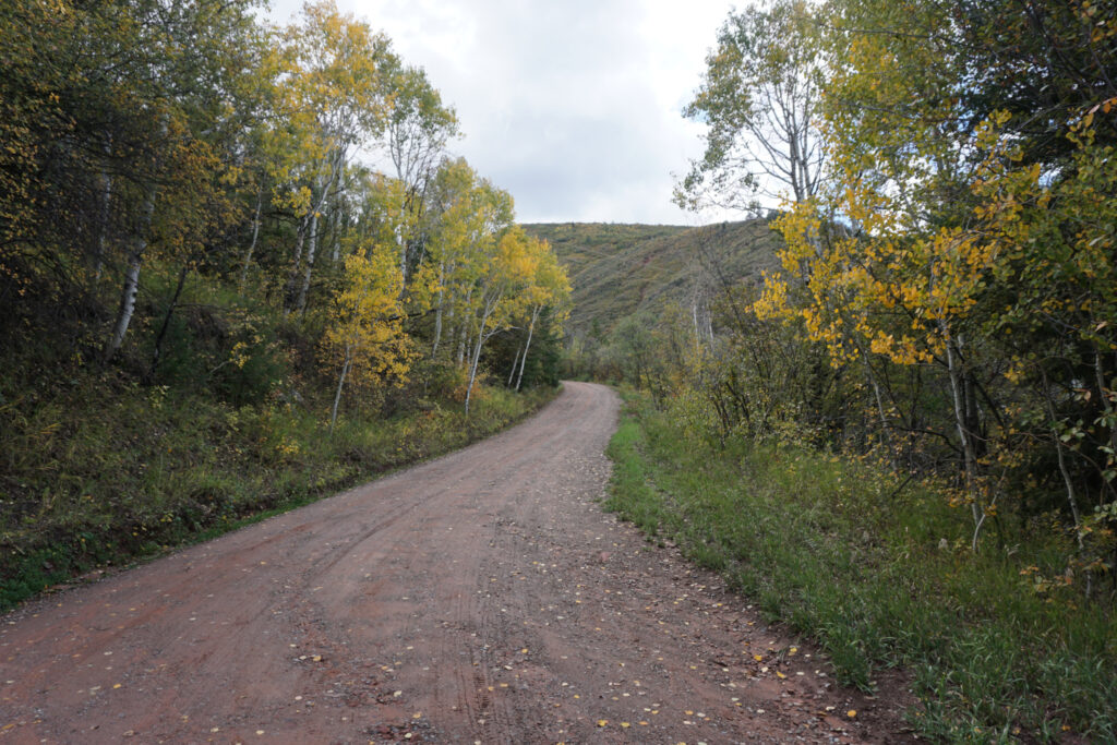 A dirt hiking path lined with aspens with yellow leaves