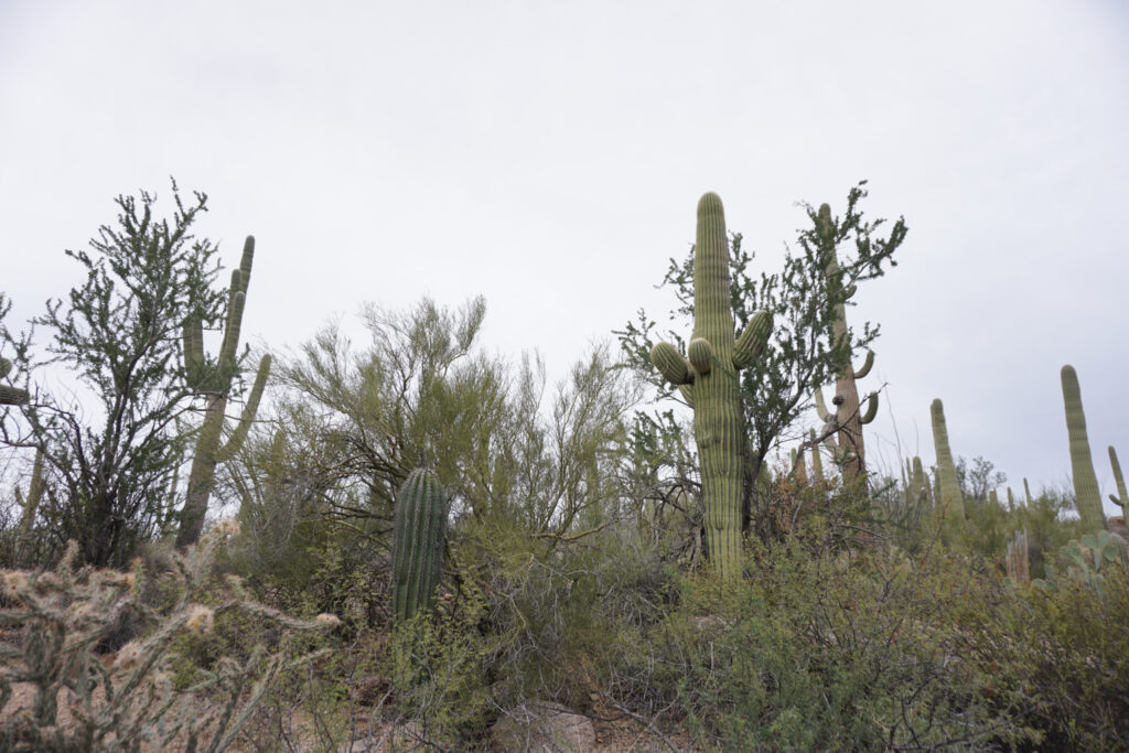 Saguaro cacti in Saguaro National Park