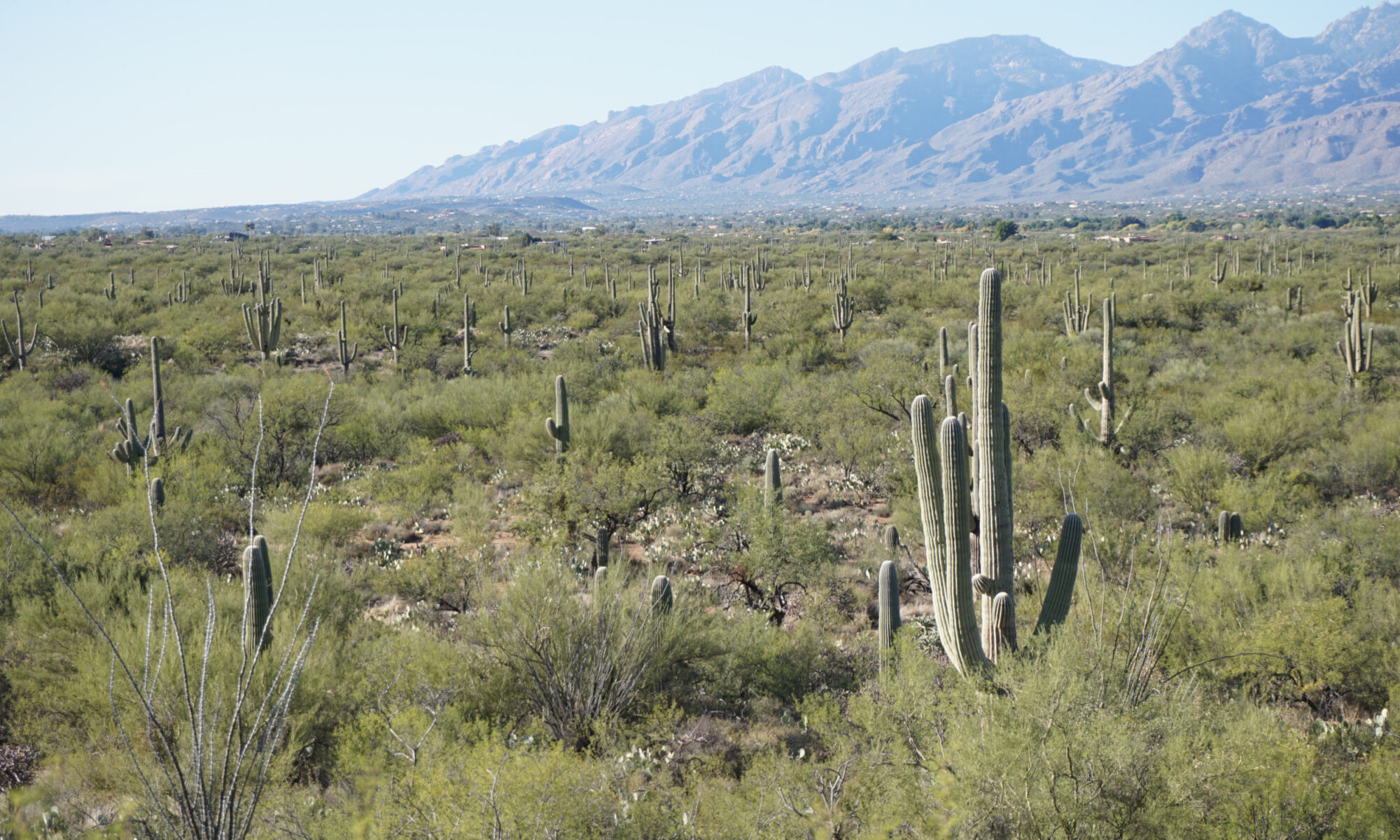 Saguaro cacti in Saguaro National Park