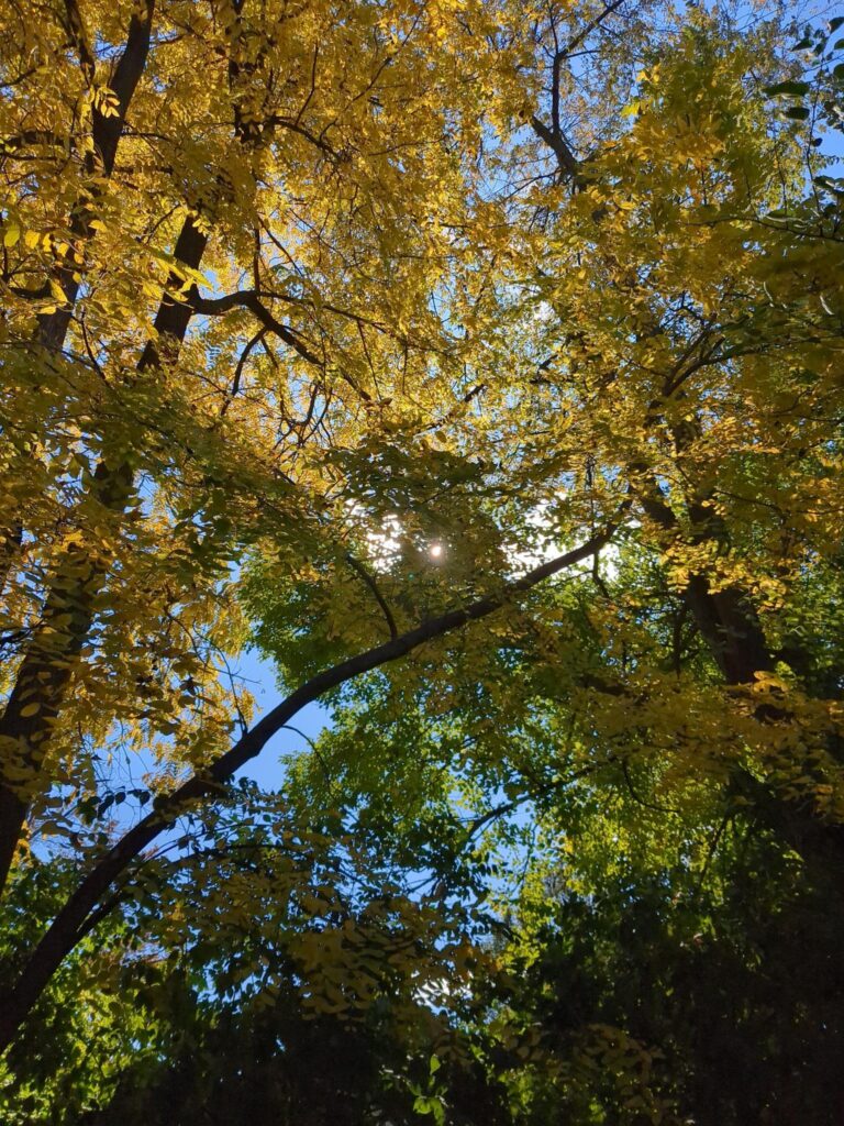 the sun shining through the leaves of a tree