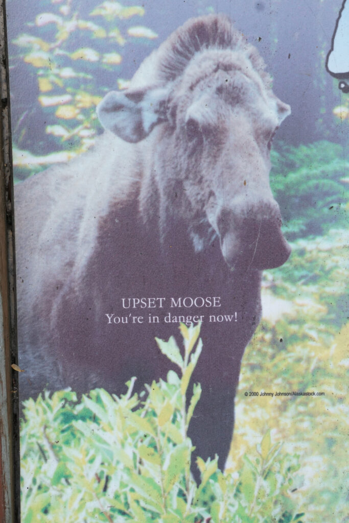 A photo of a sign with a moose with its ears laid back against its head. The caption says, Upset moose, you're in danger now!