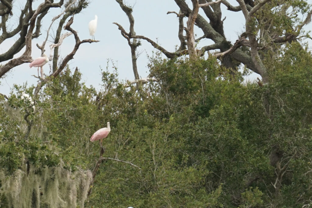 Roseate spoonbills and other wading birds sitting in a tree