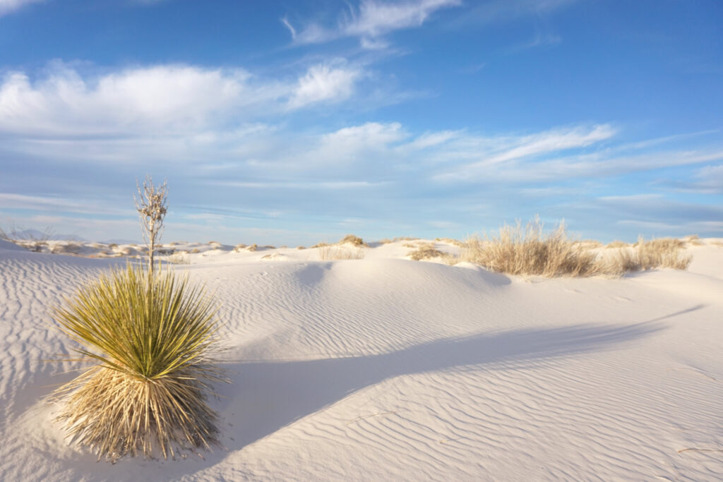 Yucca plant and shadow on gypsum sand dunes at White Sands National Monument (now National Park)