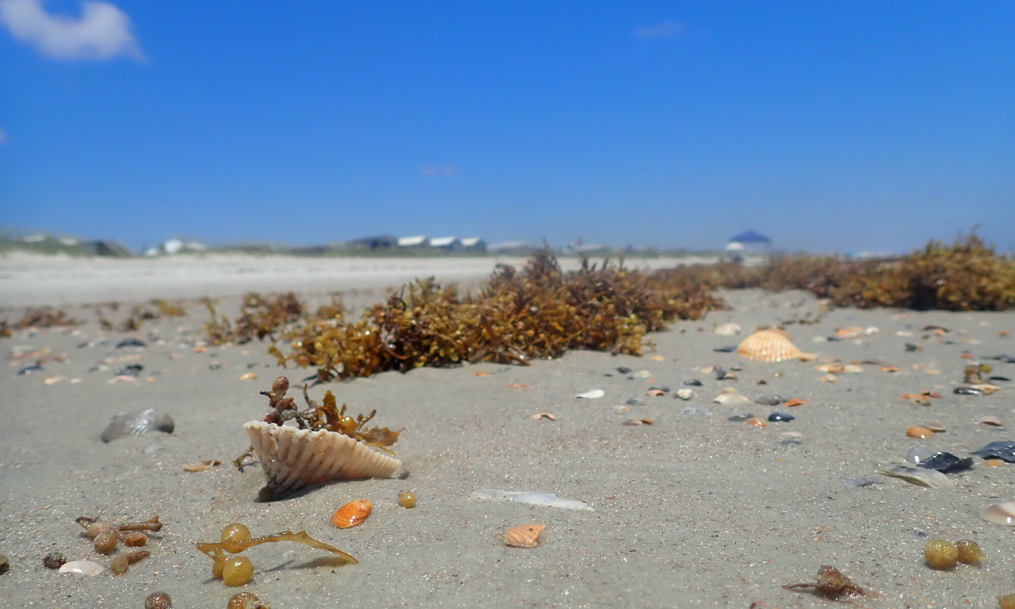 Beach with seashells and seaweed