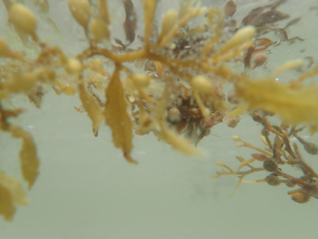 Seaweed floating in the ocean