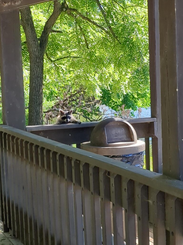 A raccoon climbing a deck fence. On the deck, in front of the raccoon, is a trash can.