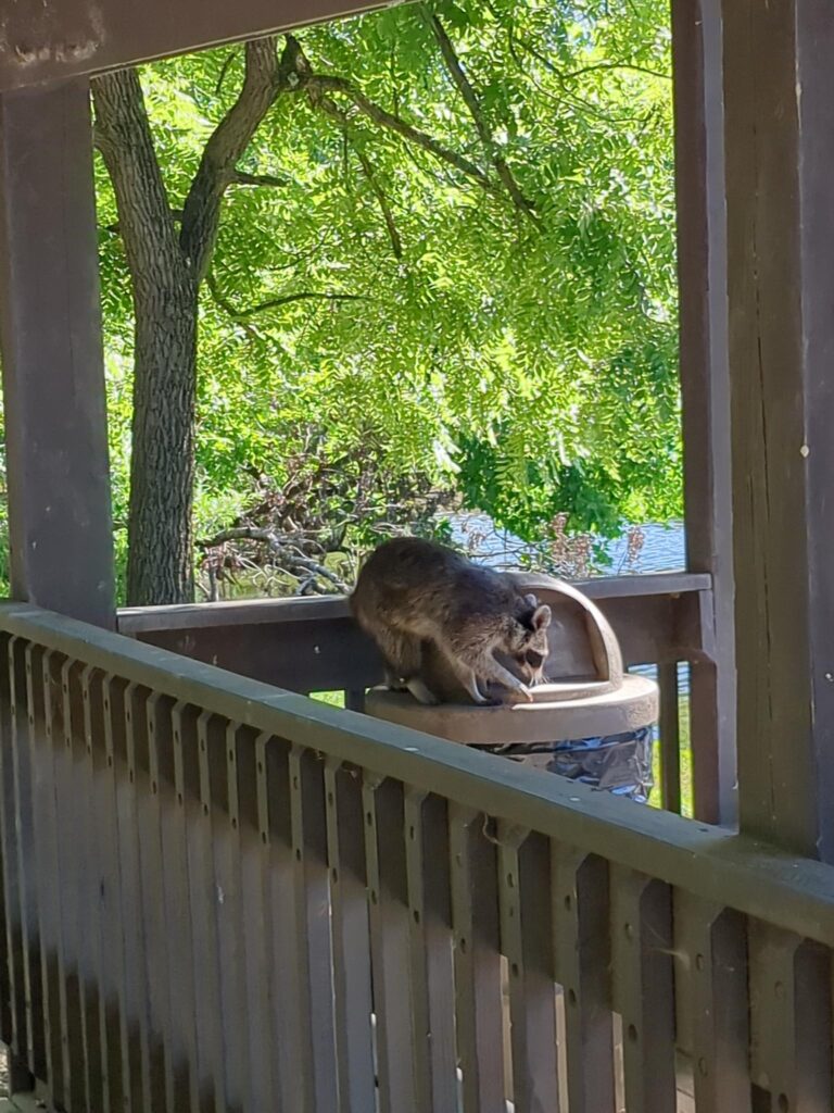 A raccoon sitting on a trash can in front of the lid.