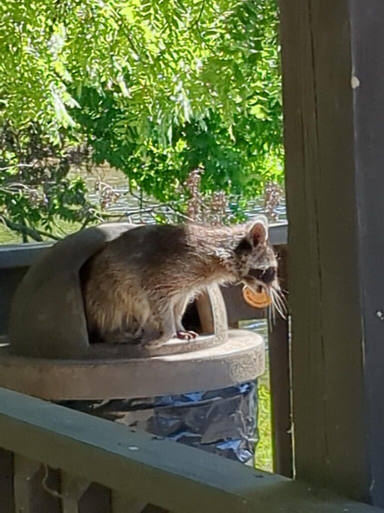 A raccoon emerging from the trash can with a piece of food in its mouth.