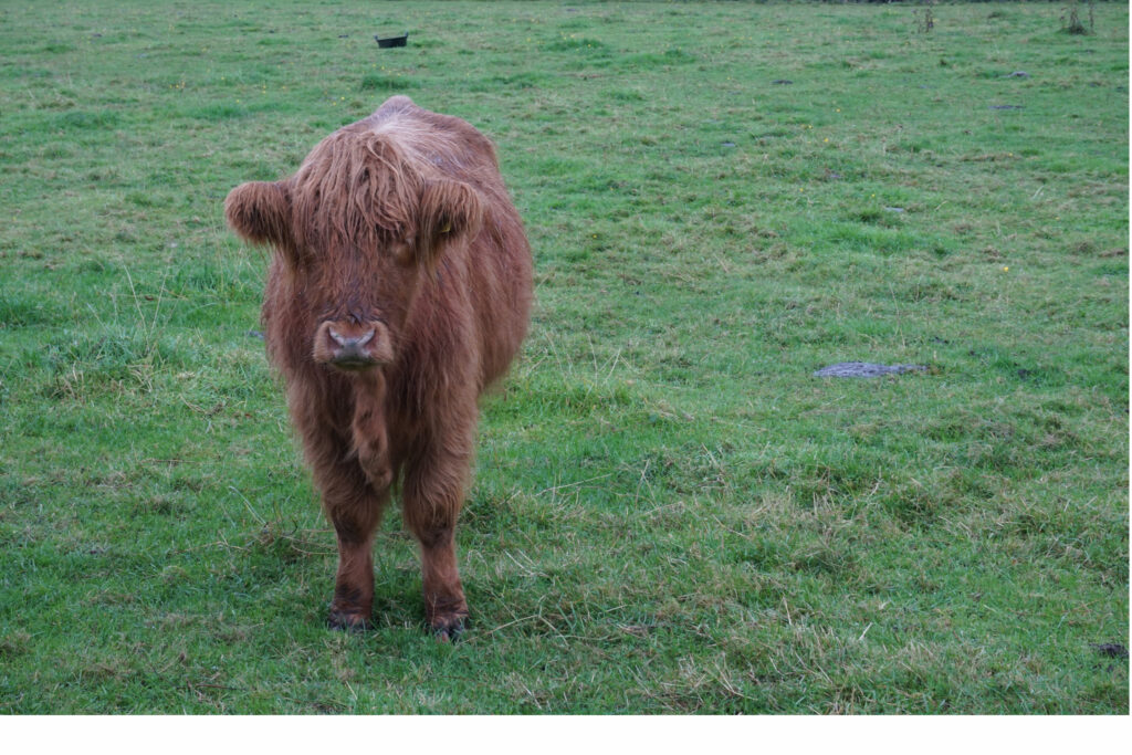 A highlander cow standing in a grassy field