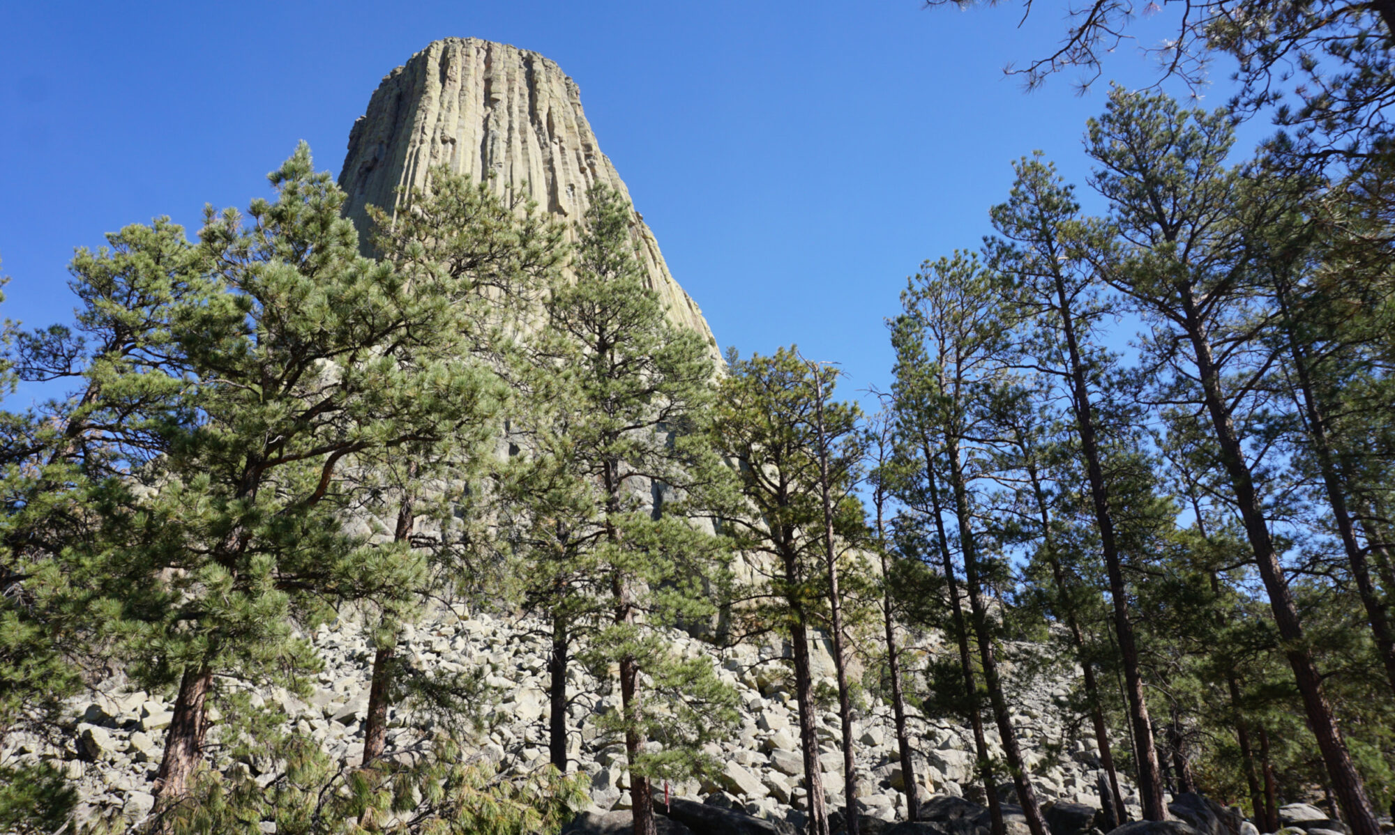 Devils Tower National Monument in the background of a grove of pine trees