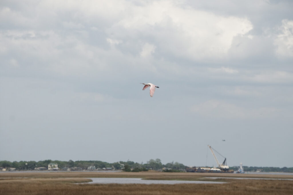 Roseate spoonbill flying above a marsh. The photo is blurry.