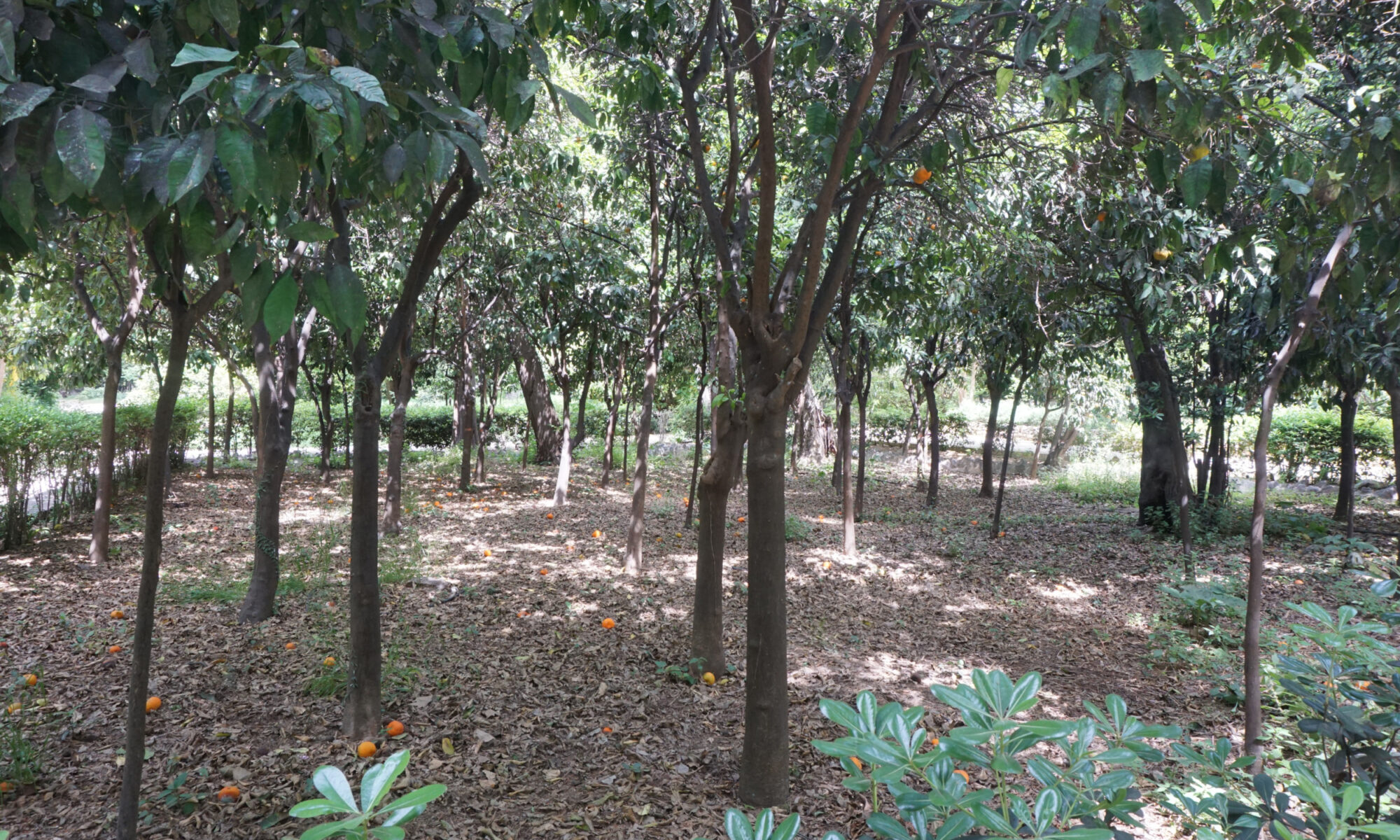 Grove of orange trees with fruit on the ground and among the branches