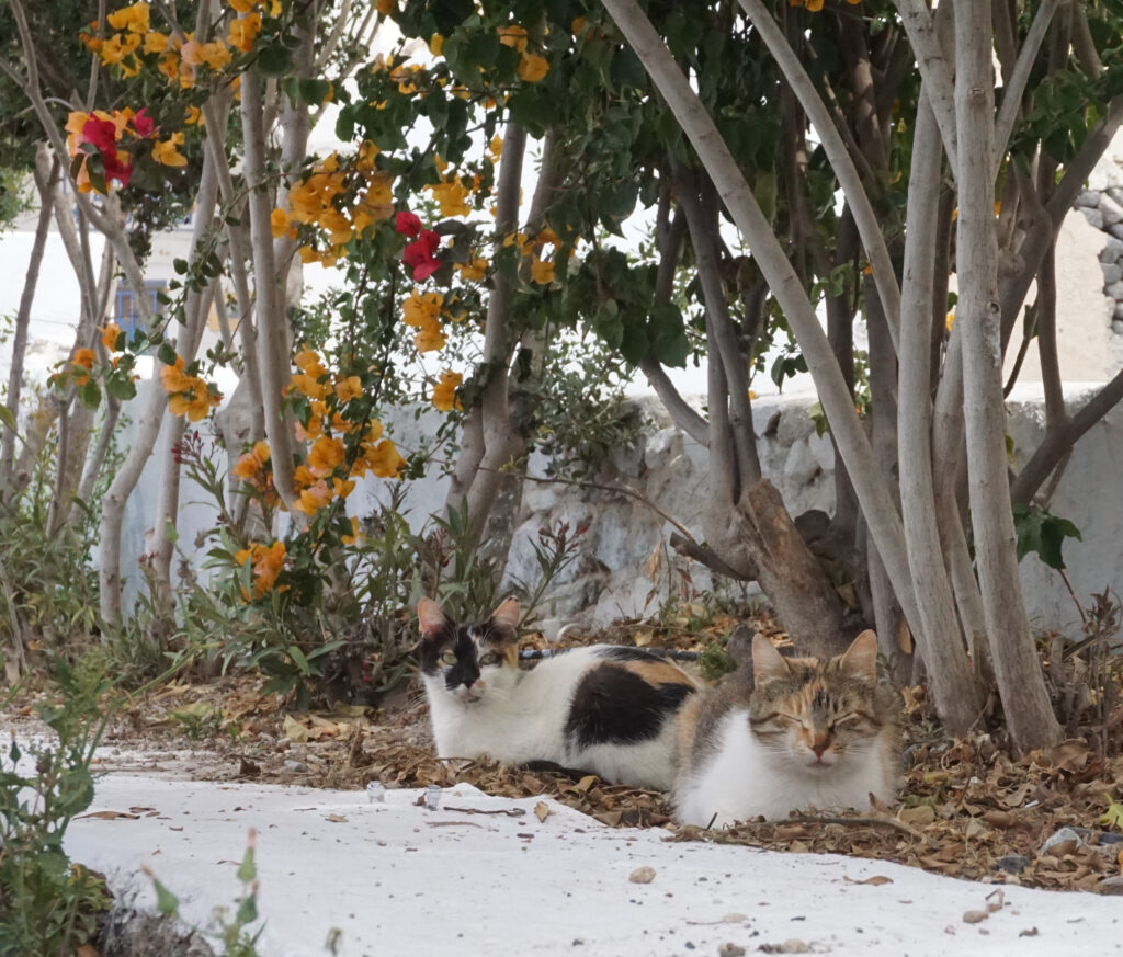 A pair of cats resting under a bougainvillea bush.