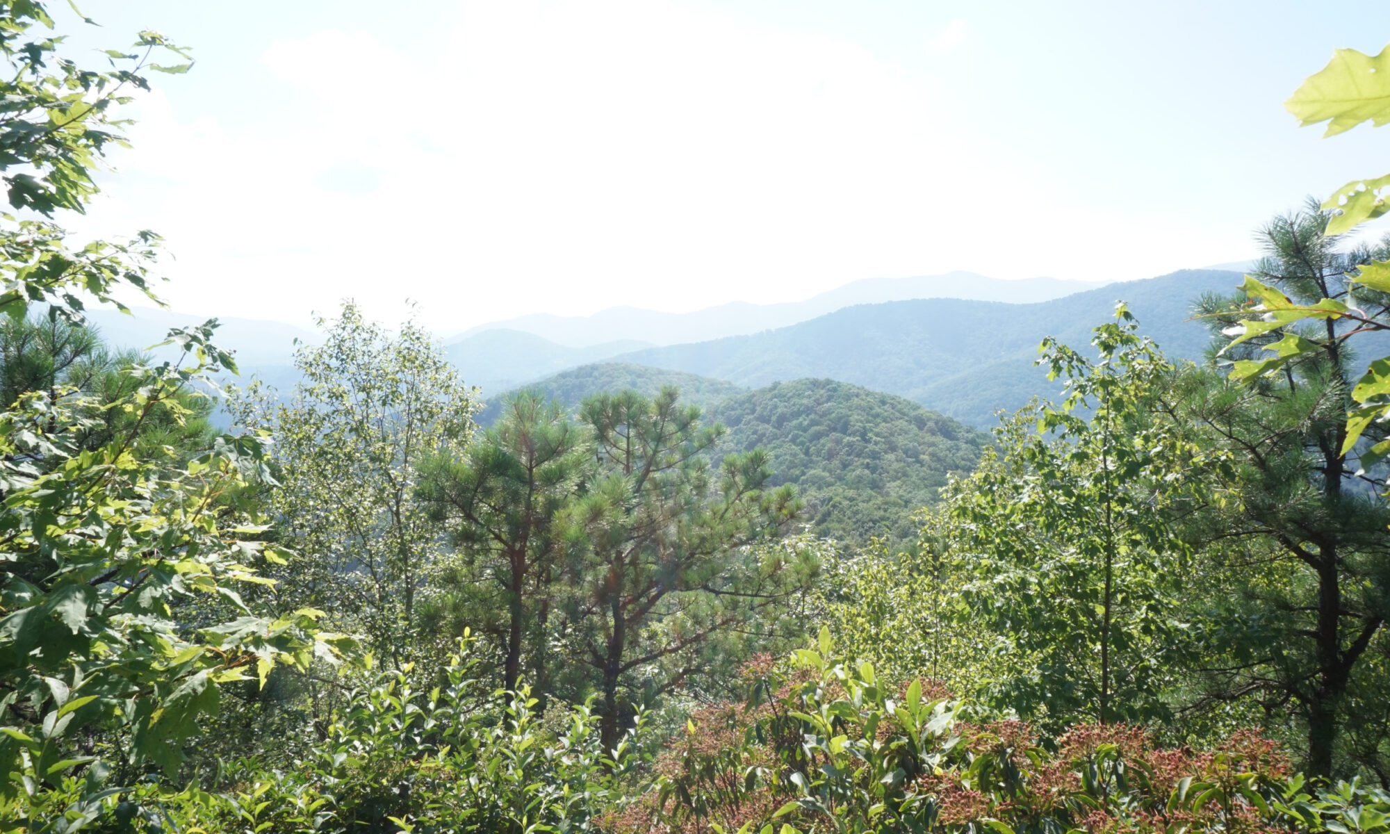 Landscape view of distant mountains with a foreground of trees framing the mountain