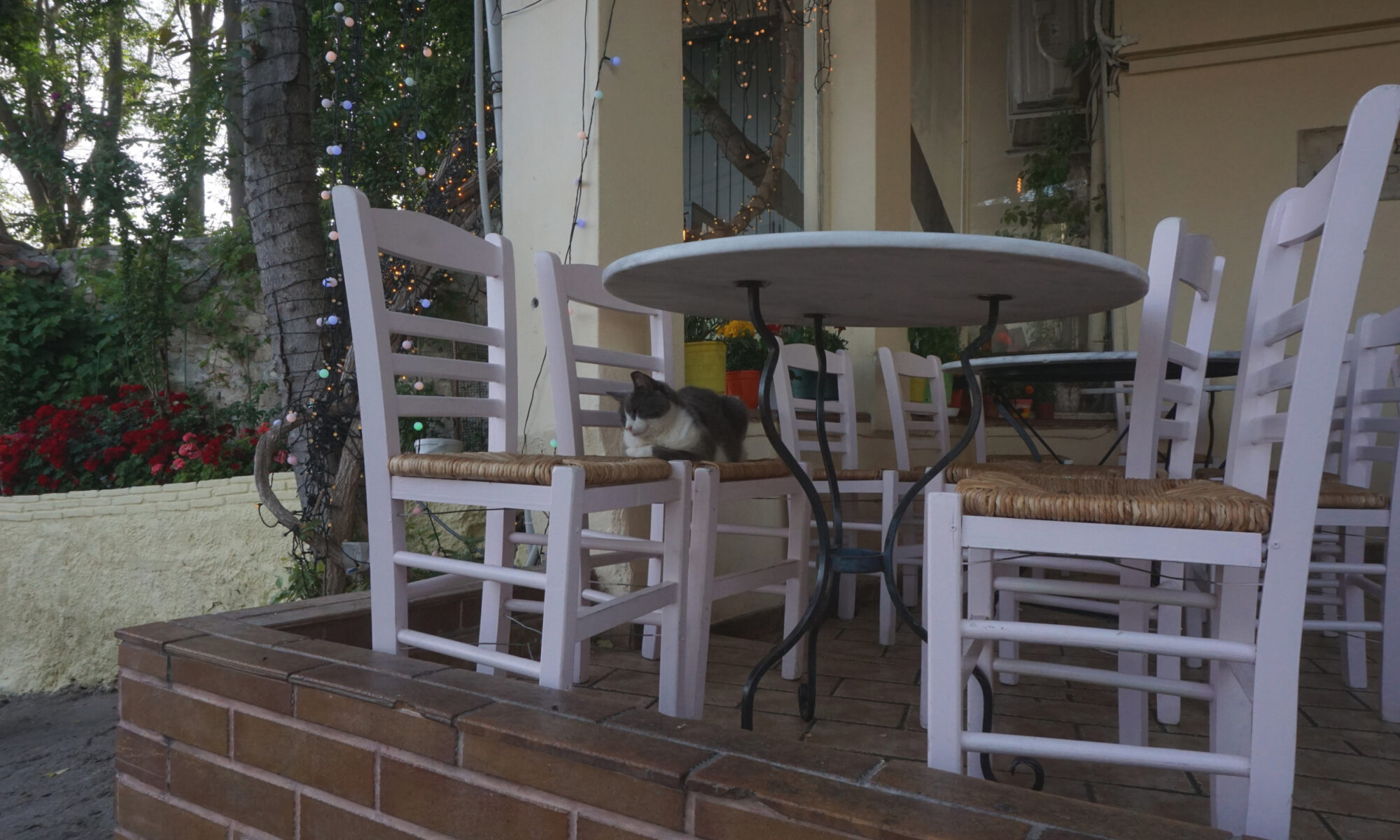 Cat sitting on a chair tucked under a table at a restaurant