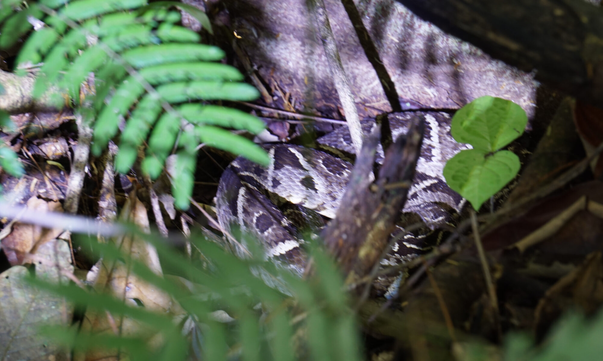 A snake in Costa Rica on the forest floor