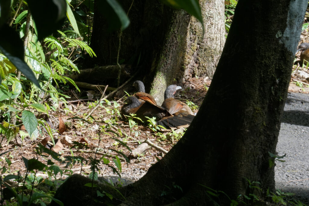 Plain chachalachas in a rainforest in Costa Rica