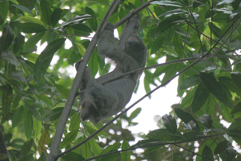 A sloth hanging from the rainforest canopy in Costa Rica.