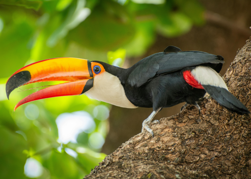 A toucan with its beak open, perched on a branch.