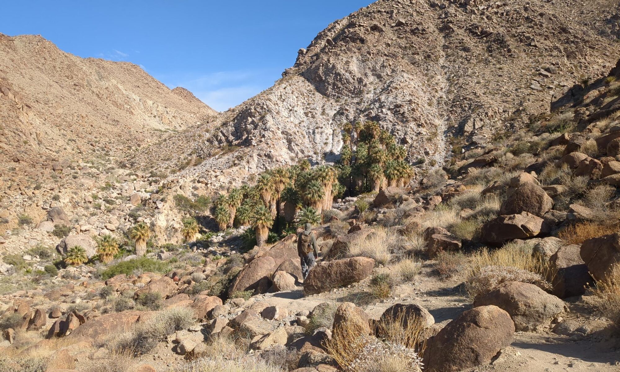 An oasis of palm trees in a mountainous region of the desert at Joshua Tree National Park