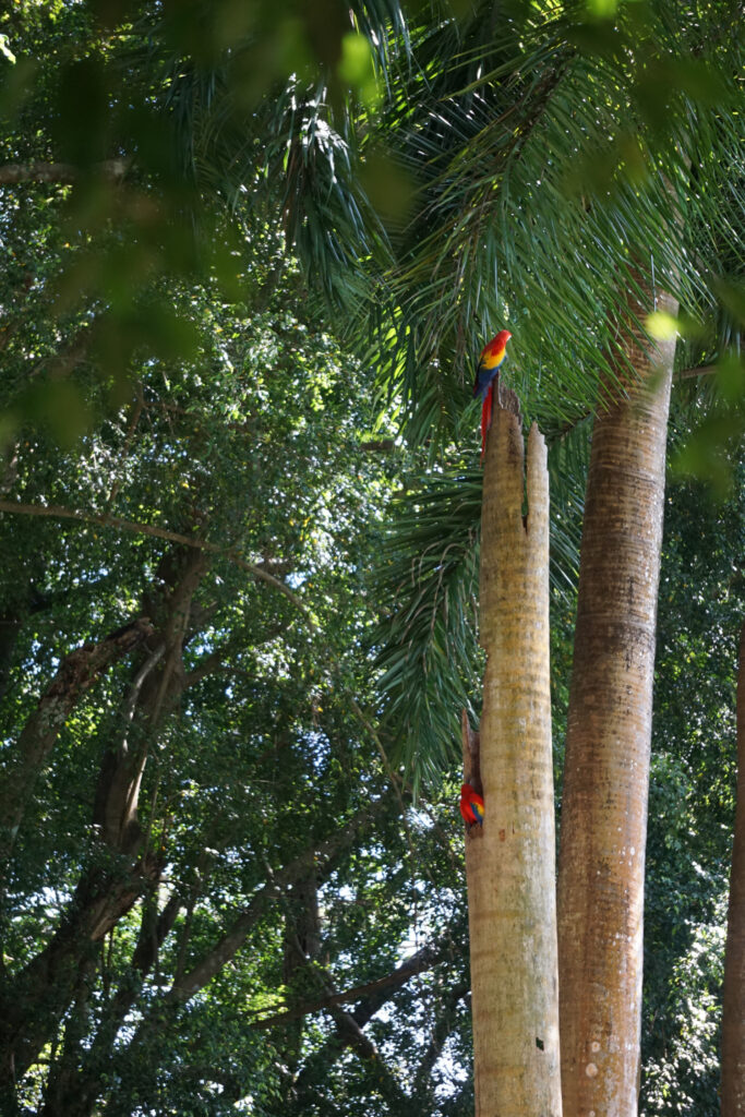 Two macaws, one sitting inside a hollow palm tree with its head sticking out, facing away, and the other sitting on top of the stump, also facing away.